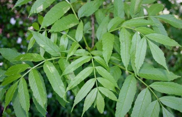 Fraxinus excelsior